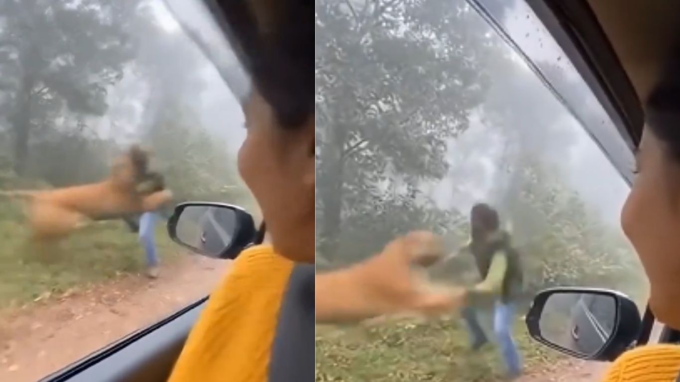 Shocking Video:  అడవిలో ఫోటోలు దిగుతున్న యువకుడు.. పొదల్లోకి లాక్కెళ్లిన పులి