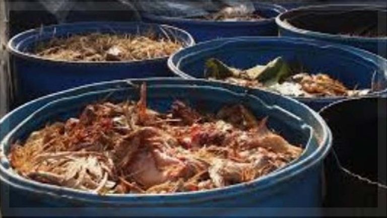 Chicken Waste Racket : చికెన్ వ్యర్థాల మాఫియా బాగోతం..!