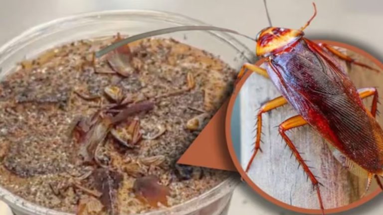 Cockroach Coffee: చచ్చిన బొద్దింకలు, పురుగులతో కమ్మని కాఫీ..! ధర జస్ట్ రూ. 500! ఎక్కడో తెలుసా..?(వీడియో)
