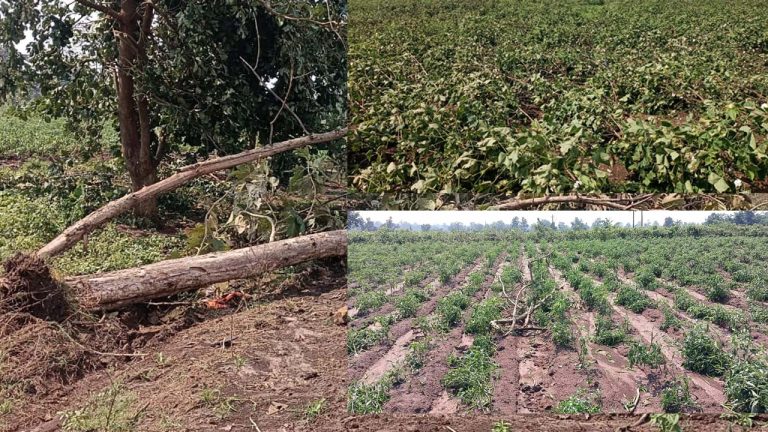 Tornadoes: జయశంకర్ భూపాలపల్లి జిల్లాలో భారీ సుడిగాలుల బీభత్సం.. నేలకొరిగిన చెట్లు ,మిర్చి, పత్తి పంటలు