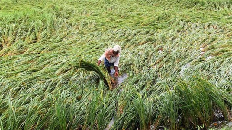 Montha Effect : ఎల్లుండి ఏపీకి కేంద్ర బృందం.. ఈ జిల్లాల్లో పర్యటన