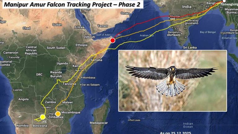 Amur Falcon: నాన్‌ స్టాప్‌గా 6,100 కిలో మీటర్ల ప్రయాణం.. విమాన ప్రయాణ రికార్డును బద్దలు కొట్టిన పక్షి..!
