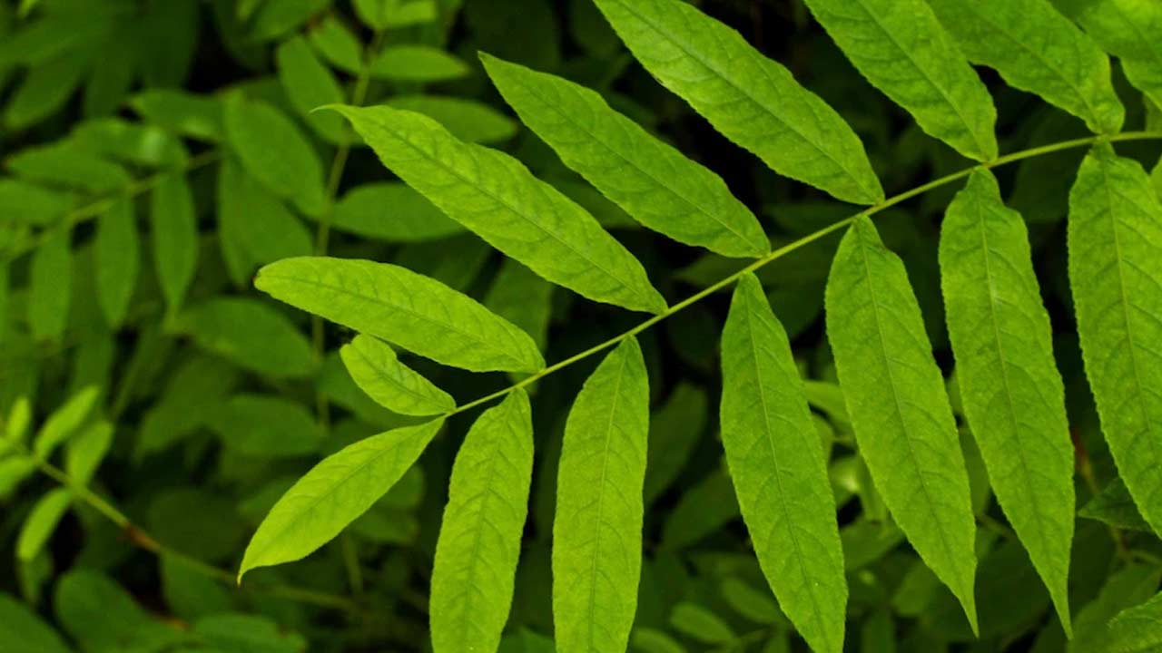Curry Leaves Benefits: ఆకు కాదండోయ్ అమృతం.. దీన్ని తింటే బెనిఫిట్స్‌ మామూలుగా లేవు