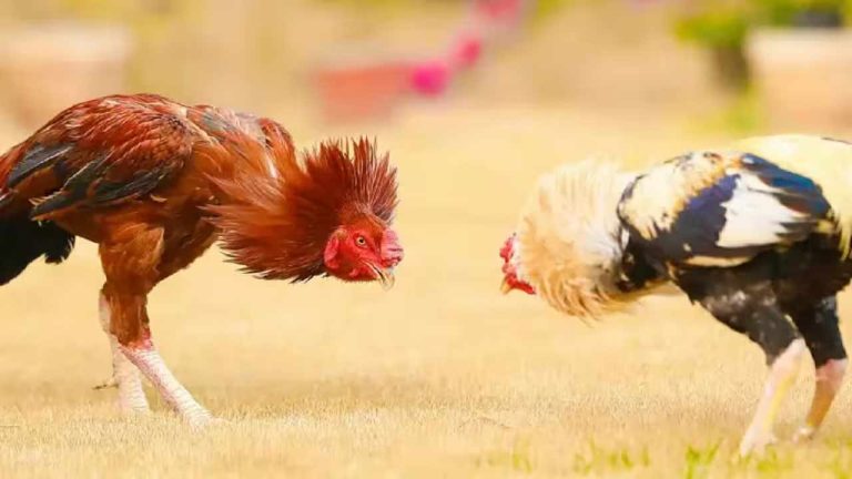 Fighting Roosters Theft: నిర్వాహకులకు షాక్‌.. 10 పందెం కోడి పుంజులు చోరీ..