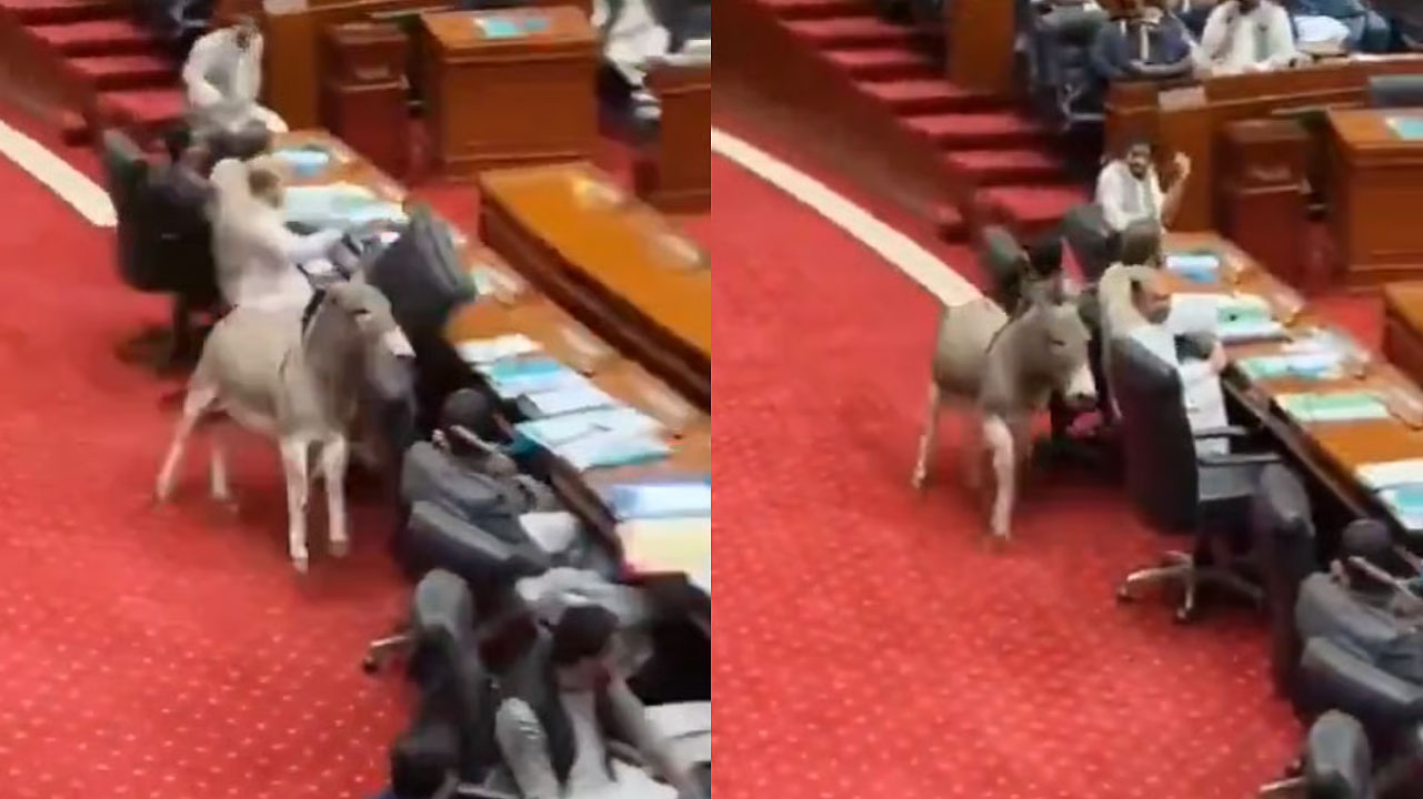 donkey enters pakistan parliament hall viral video security row