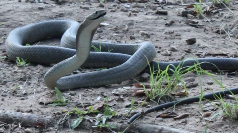 Facts About Snakes: పాములు రోజుకు ఎన్నిగంటలు నిద్రపోతాయో తెలుసా..