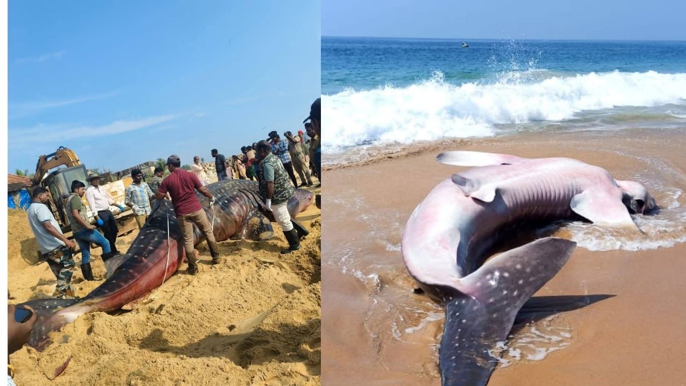 beached giant whale in kanyakumari 10 foot 2 tonne whale dies after net entanglement