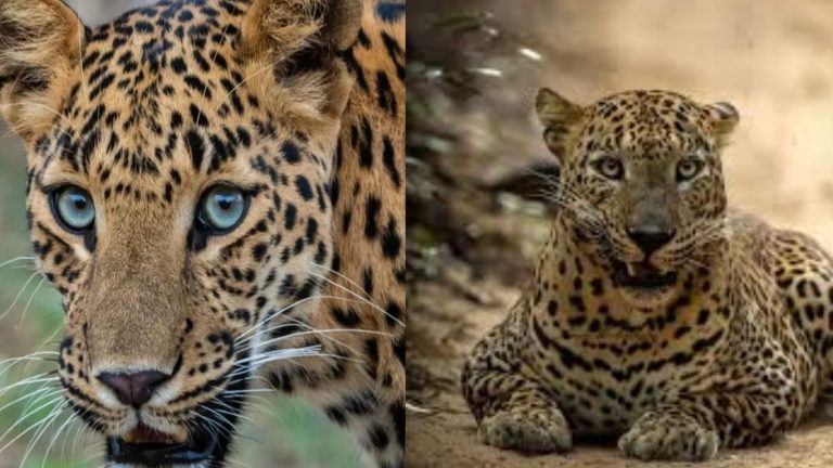 Private Shooters to Kills Leopard: గ్రామాల్లోని మనుషులపై దాడులు చేస్తున్న “నరభక్షక” చిరుతపులి..