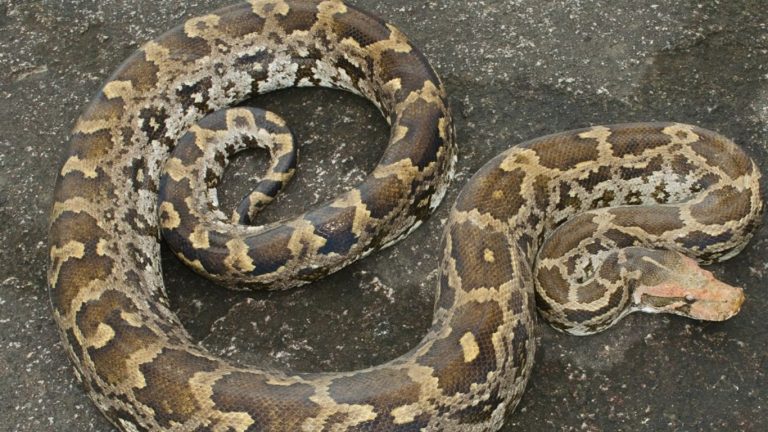 Python Spotted in Drainage: డ్రైనేజీలో భారీ కొండ చిలువ.. పరుగులు తీసిన స్థానికులు