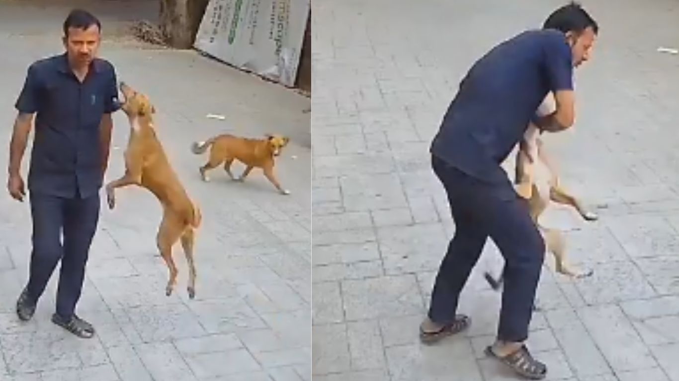 stray dog attacks security guard at mumbai school cctv video goes viral