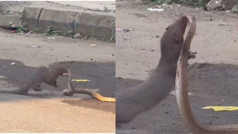 Snake and Mongoose Fight: పాము, ముంగీస్ మధ్య భీకర పోరాటం.. వైరలవుతున్న వీడియో