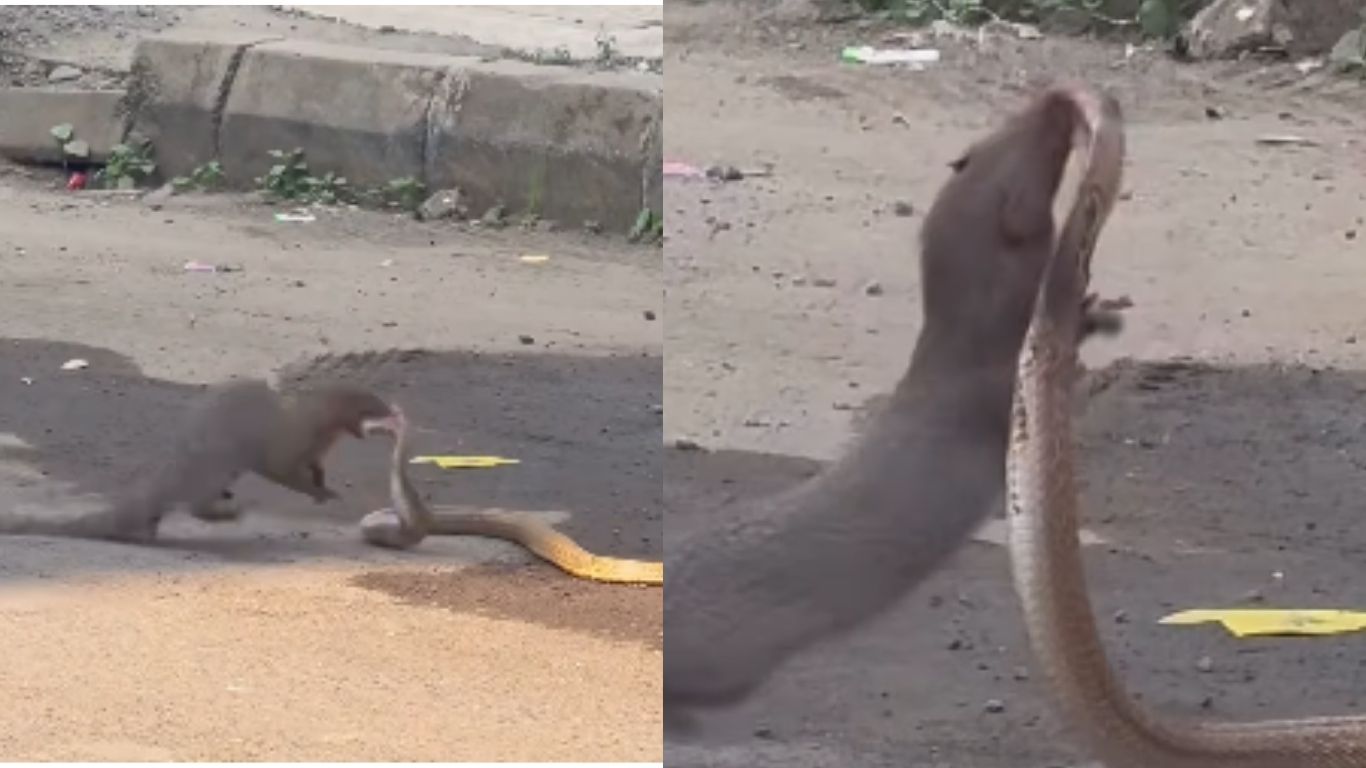 Snake and Mongoose Fight: పాము, ముంగీస్ మధ్య భీకర పోరాటం.. వైరలవుతున్న వీడియో