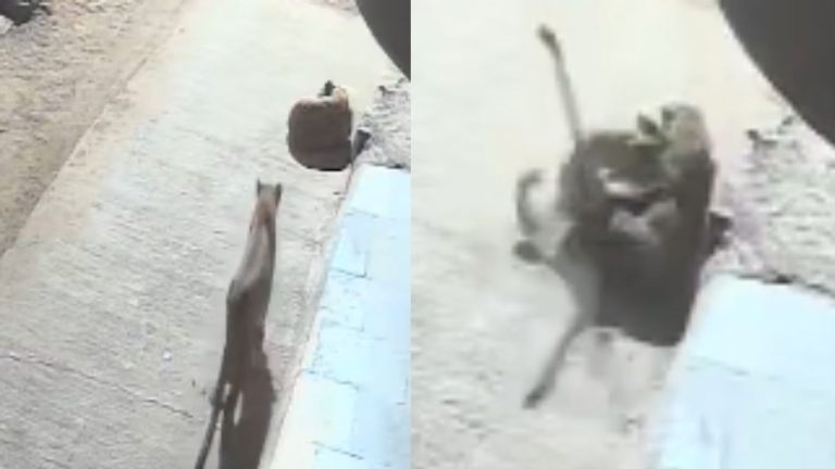 Leopard-Dog Fight: చిరుతకే చుక్కలు చూపించిన కుక్క..!
