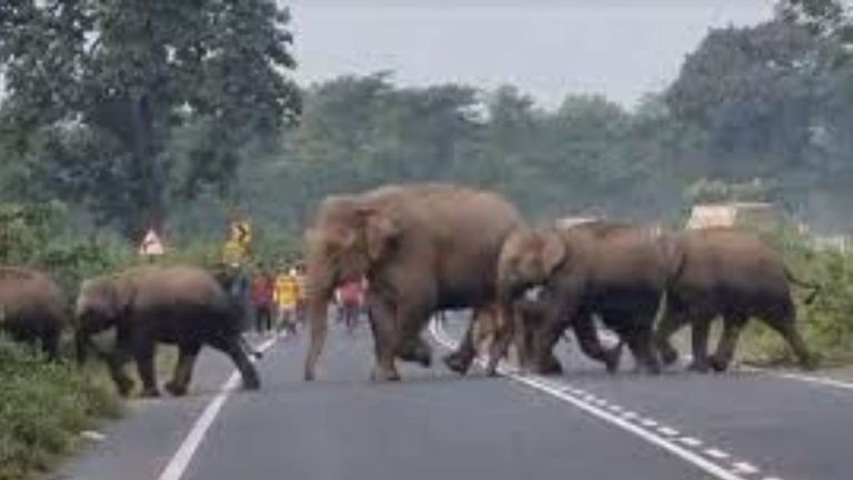 Elephant Crosses Road: మన్యం జిల్లాలో ఏనుగుల కలకలం.. భయాందోళనలో స్థానికులు..