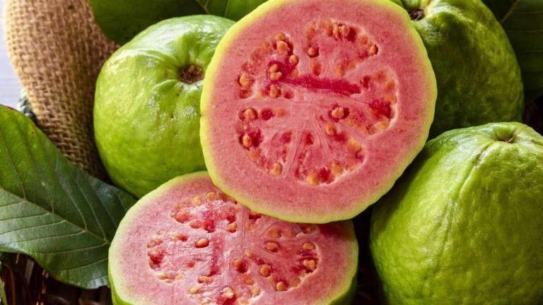Health Benefits of Guava: జామపండ్లతో ఎలాంటి ఉపయోగాలున్నాయో తెలిస్తే .. అస్సలు వదిలిపెట్టరు.