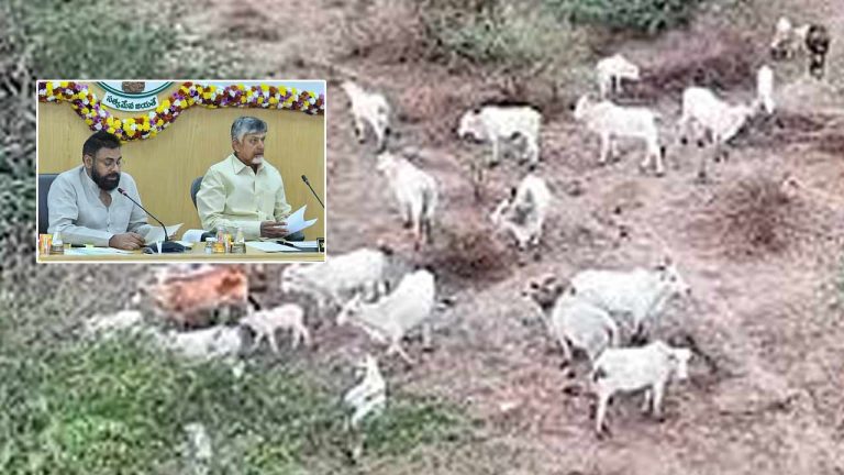 Wild Cows: అడవి ఆవుల సమస్య పరిష్కరించండి.. సీఎం, డిప్యూటీ సీఎం దృష్టికి తీసుకెళ్లిన కలెక్టర్..