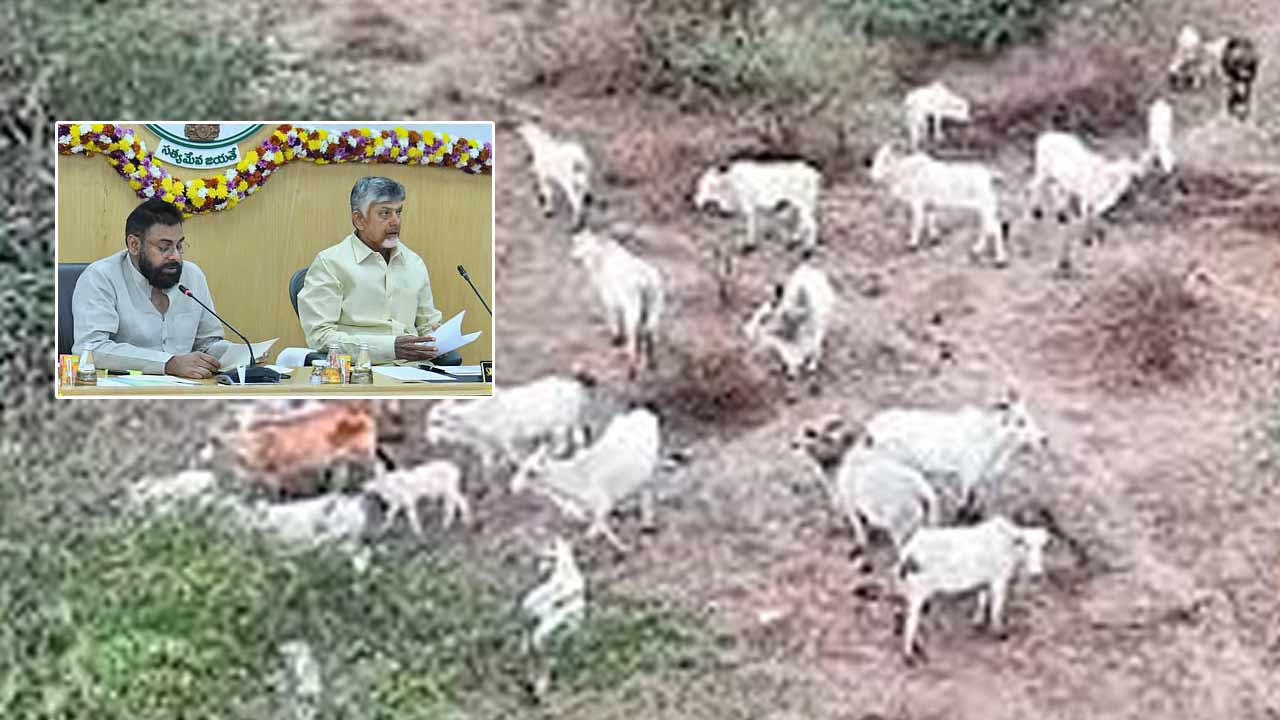 Wild Cows: అడవి ఆవుల సమస్య పరిష్కరించండి.. సీఎం, డిప్యూటీ సీఎం దృష్టికి తీసుకెళ్లిన కలెక్టర్..