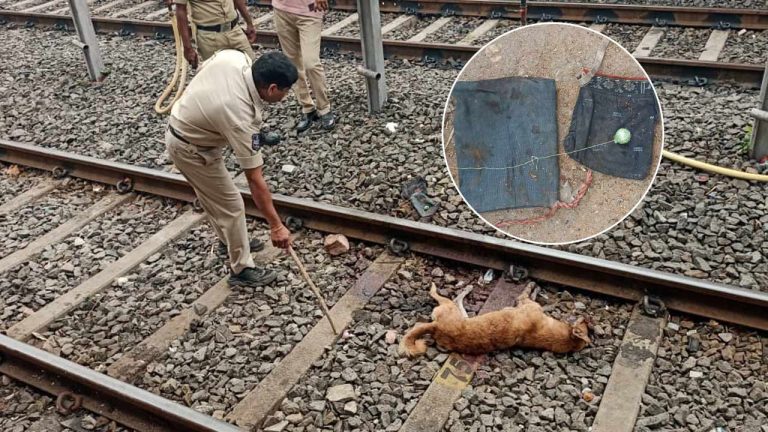 Bomb Blast : జర్రుంటే రైలు పేలుతుండే..! బాంబు కొరికిన కుక్క.. బ్లాస్ట్‌..!