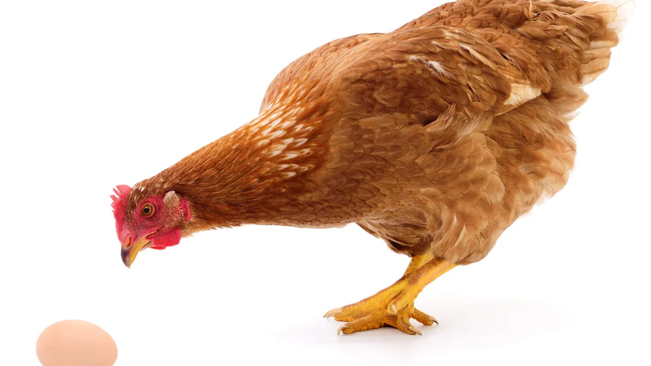 Chicken or Egg Question: “కోడి ముందా? గుడ్డు ముందా..?”..  సమాధానాన్ని కనుగొన్న పరిశోధకులు..