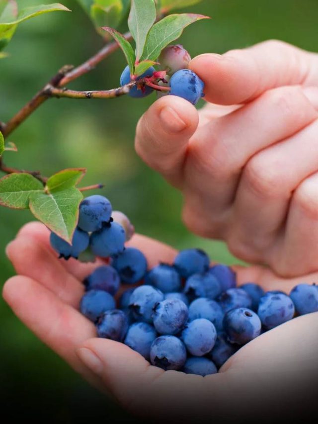 బ్లూ బెర్రీస్ మ్యాజిక్: శీతాకాలంలో రోగాలు దూరం.. ఆరోగ్యం టాప్ లెవెల్!