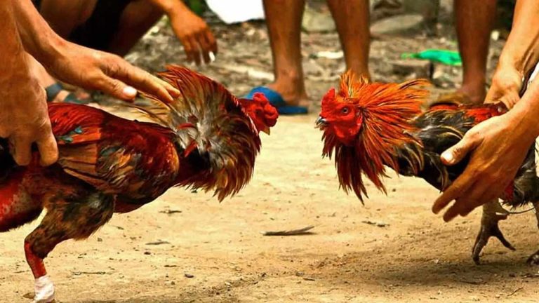 Kodi Pandalu: గోదావరి జిల్లాల్లో జోరుగా కోడి పందేలు..