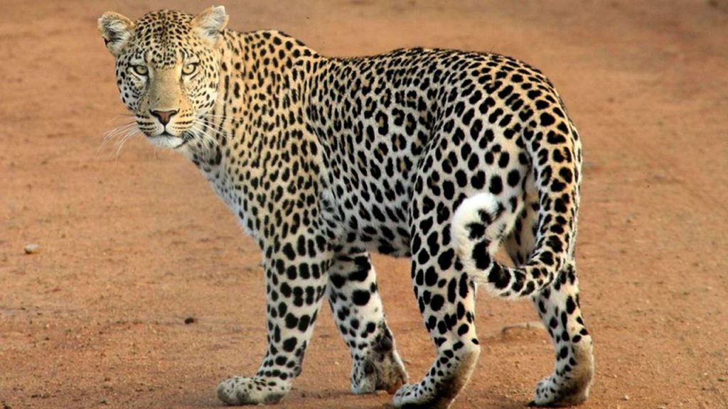 Leopard Poaching