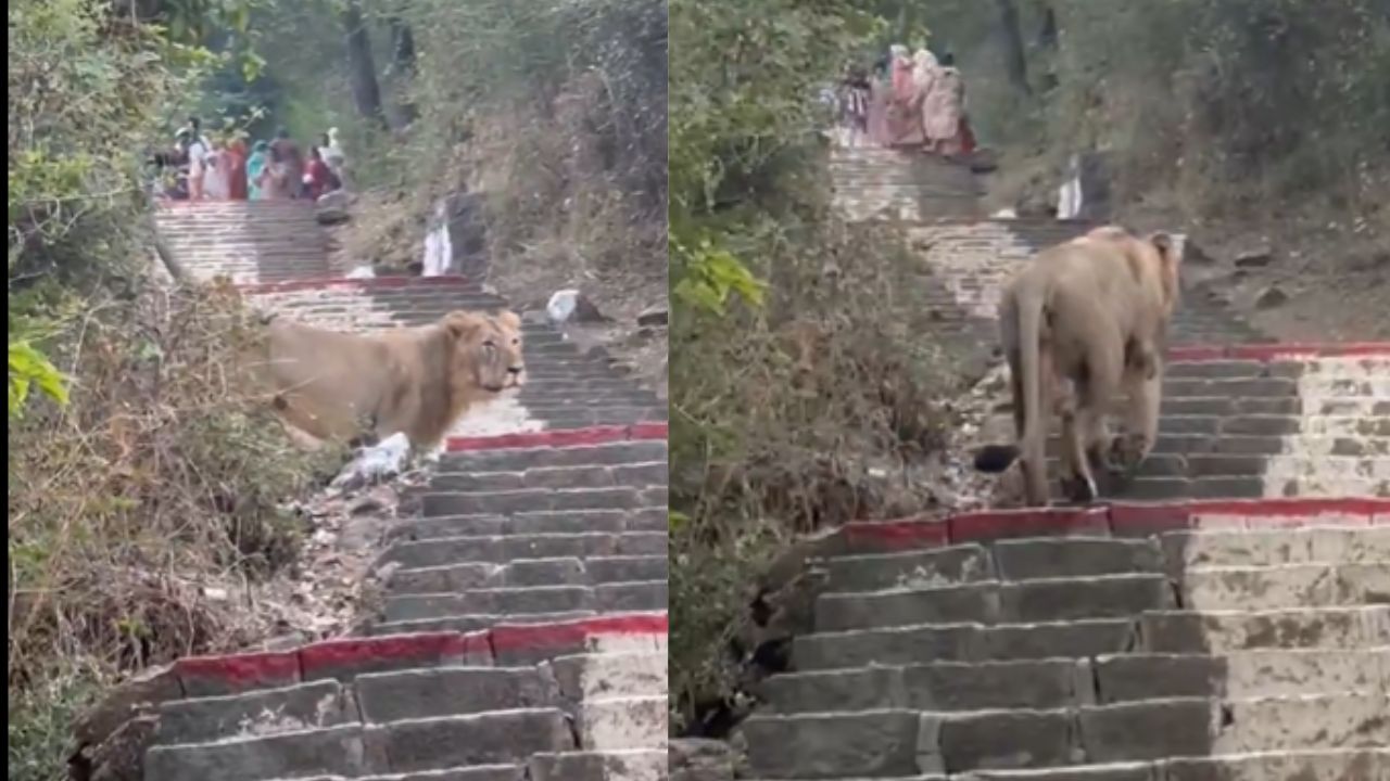 lion appears on shatrunjaya hill trek pilgrims halt yatra as rare visual goes viral