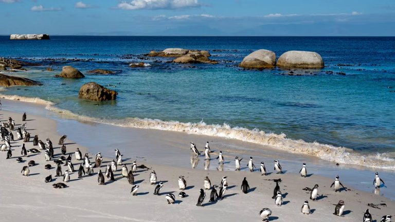 Penguins: ఘోరం.. 60,000 పెంగ్విన్‌లు మృతి.. కారణం ఏంటంటే?