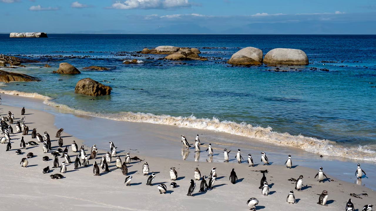 more than 60000 penguins starve to death in south africa