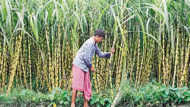 Sugarcane: దేశంలో అత్యధికంగా చెరుకును ఉత్పత్తి చేస్తున్న రాష్ట్రాలు ఇవే.. మొదటి స్థానంలో ఆ రాష్ట్రం..