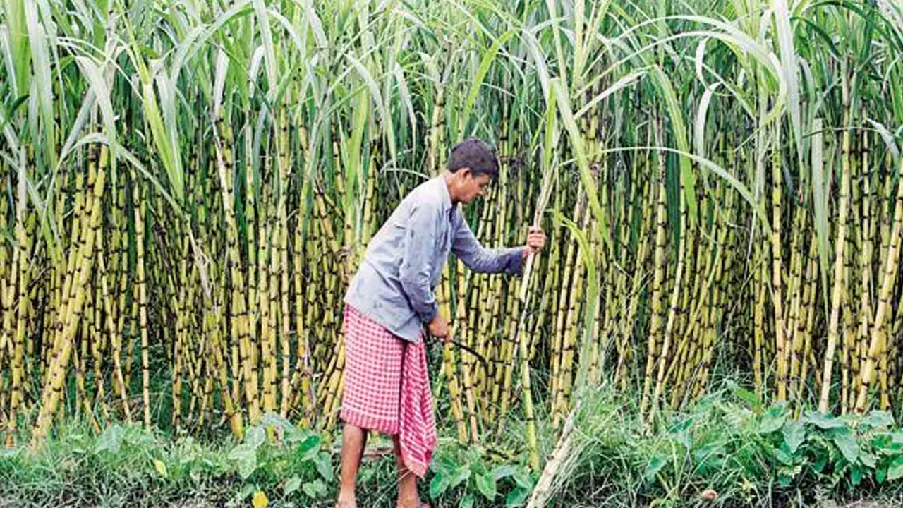 Sugarcane: దేశంలో అత్యధికంగా చెరుకును ఉత్పత్తి చేస్తున్న రాష్ట్రాలు ఇవే.. మొదటి స్థానంలో ఆ రాష్ట్రం..
