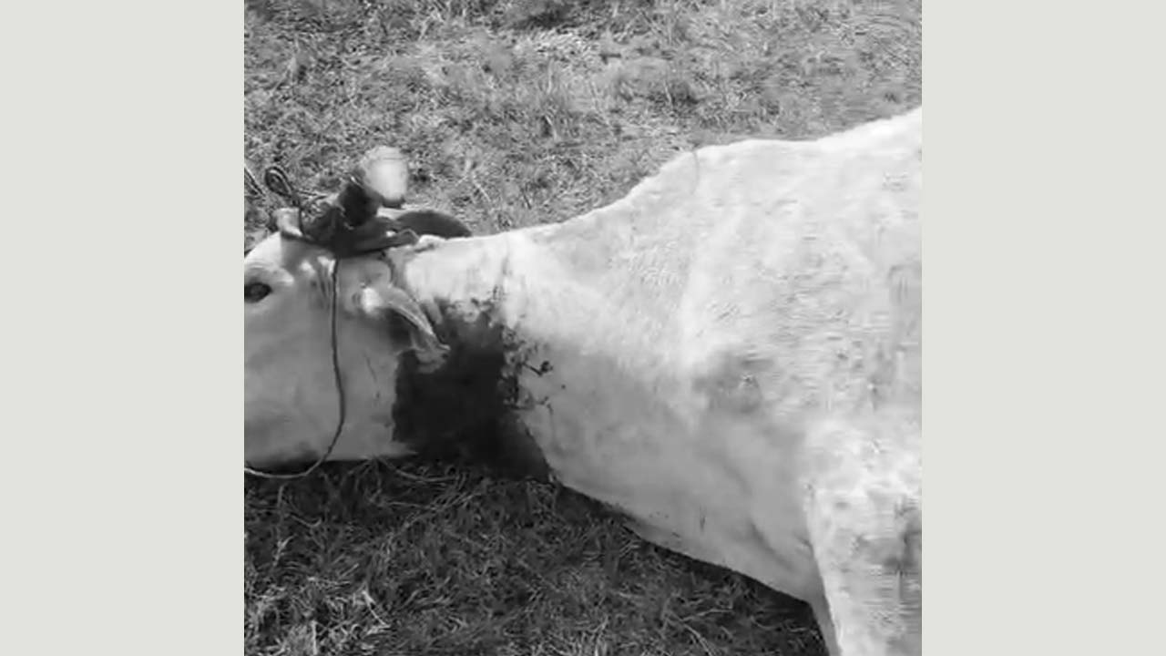 tiger spotted again in bhupalpally district