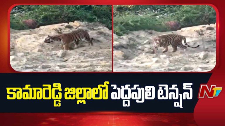 Kamareddy: కామారెడ్డి జిల్లాలో పెద్దపులి సంచారం.. పశువులపై వరుస దాడులు