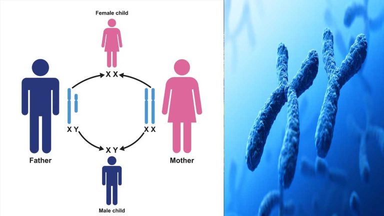 Y Chromosome Extinction: ప్రపంచం నుంచి పురుషులు అదృశ్యం కాబోతున్నారా?