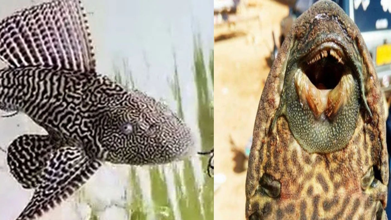 Pakistan: పాకిస్థాన్‌లోని జలాశయాల్లో “విదేశీ ఫిష్”.. అల్లాడుతున్న పాక్ చేపలు..