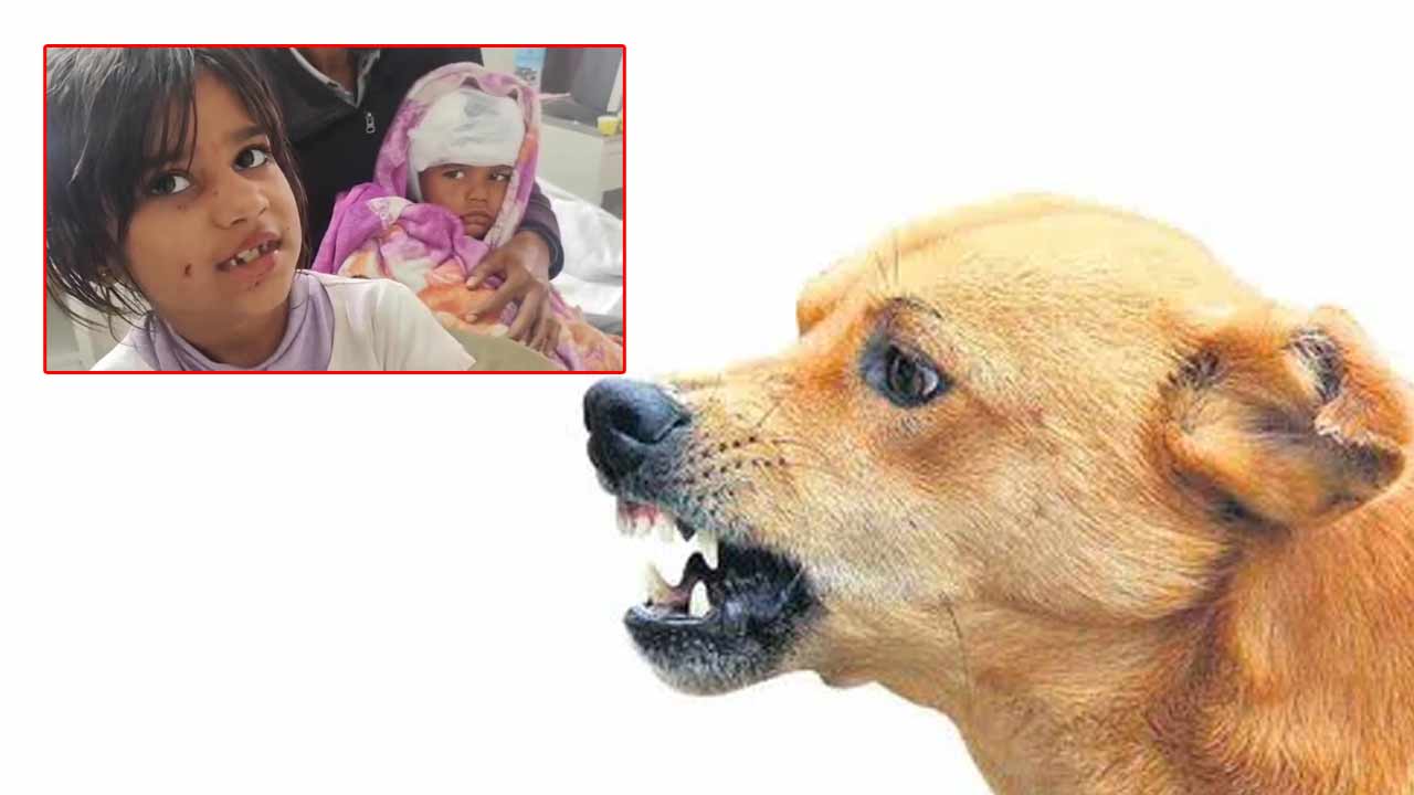 Girl Fights Street Dog For Brother: అక్క ప్రేమ.. తమ్ముడిపై దాడి చేసిన వీధి కుక్కలతో 8 ఏళ్ల బాలిక పోరాటం.. ఆ తర్వాత..