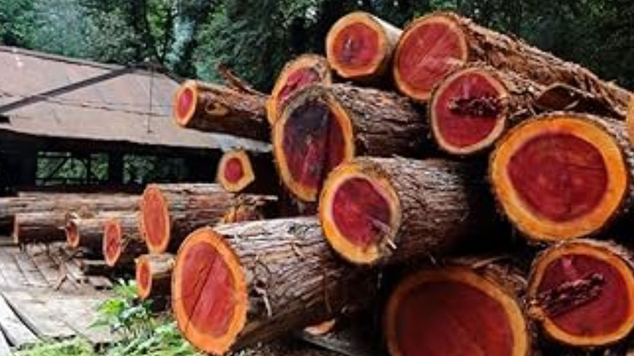 Pileru Forest Case: పీలేరు రేంజ్ అటవీ శాఖలో ఇద్దరు ఉద్యోగుల తొలగింపు