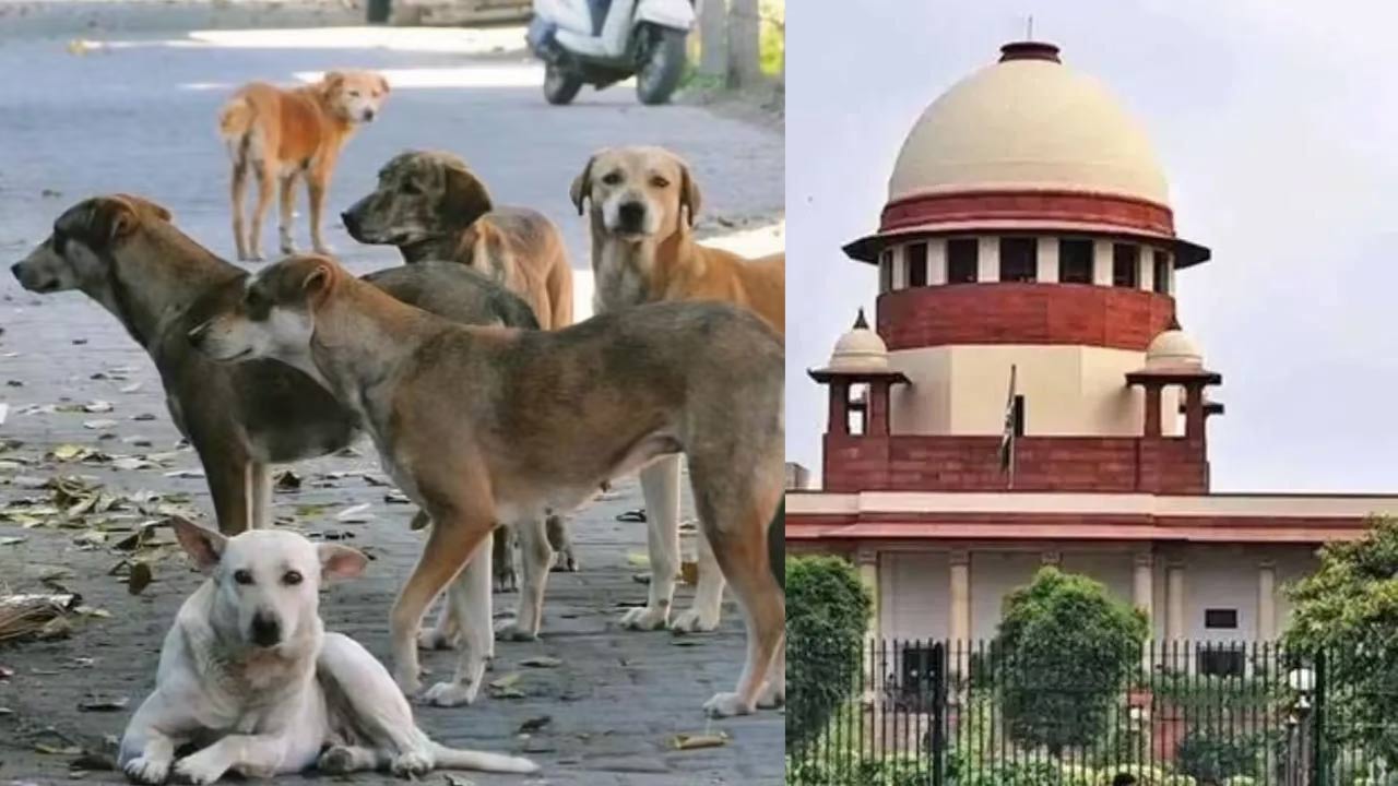 Supreme Court: కుక్కల మీద ఉన్న ప్రేమ.. మనుషులపై ఎందుకు లేదు.. జంతు ప్రేమికులకు సూటిప్రశ్న