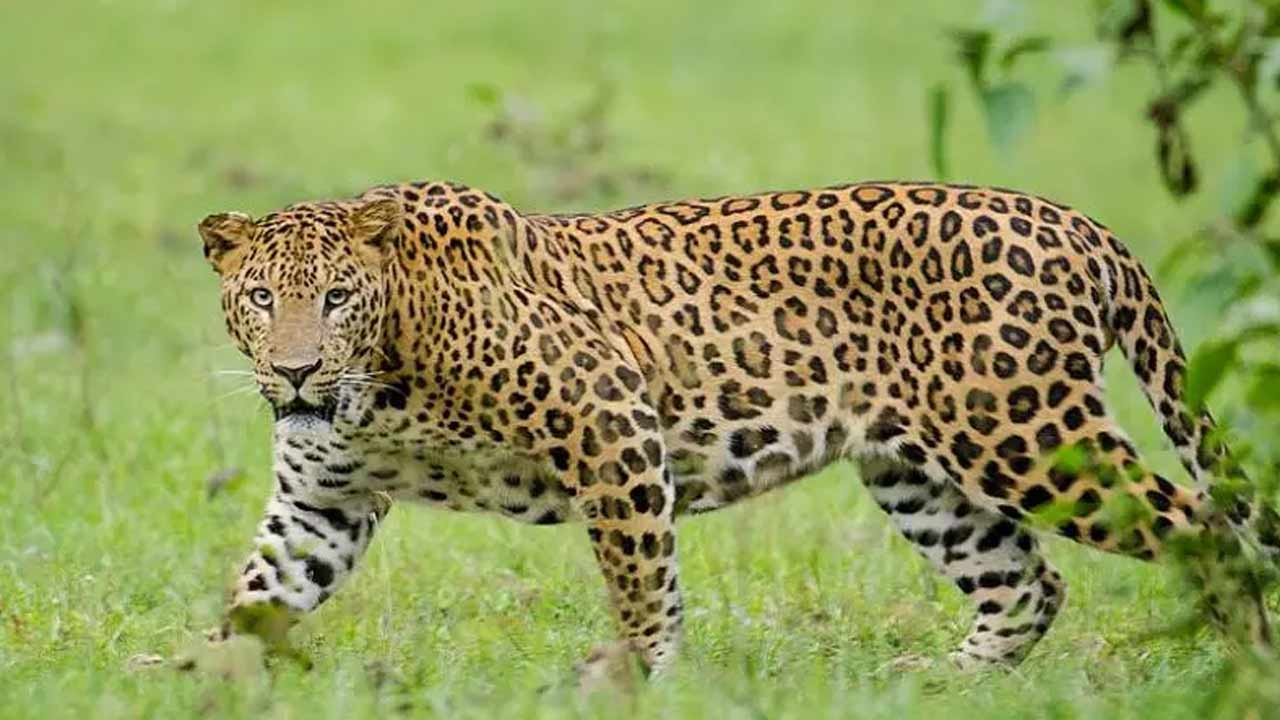 Leopard: సిమెంట్ మైనింగ్ ప్రాంతంలో చిరుత సంచారం.. భయపడుతున్న ఉద్యోగులు..
