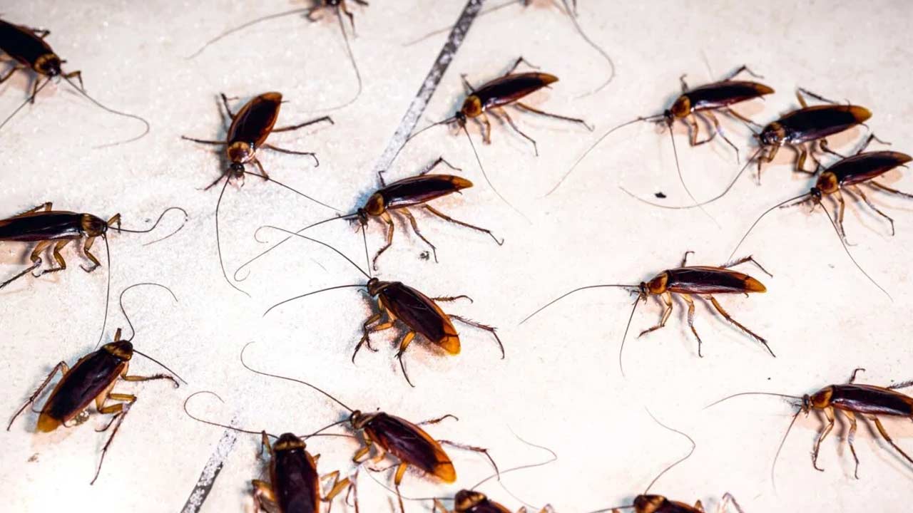 Home Tips: మీ ఇంట్లో బొద్దింకల బెడదా..? ఒక్కసారి ట్రై చేస్తే మళ్లీ ఇవి కనిపించవు..!