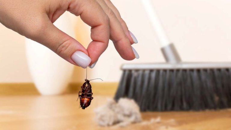 బొద్దింకలకు, చీమలకు ఈ చిన్న చిట్కాతో పెట్టండి చెక్..! డబ్బులు సేవ్ చేయండి..!