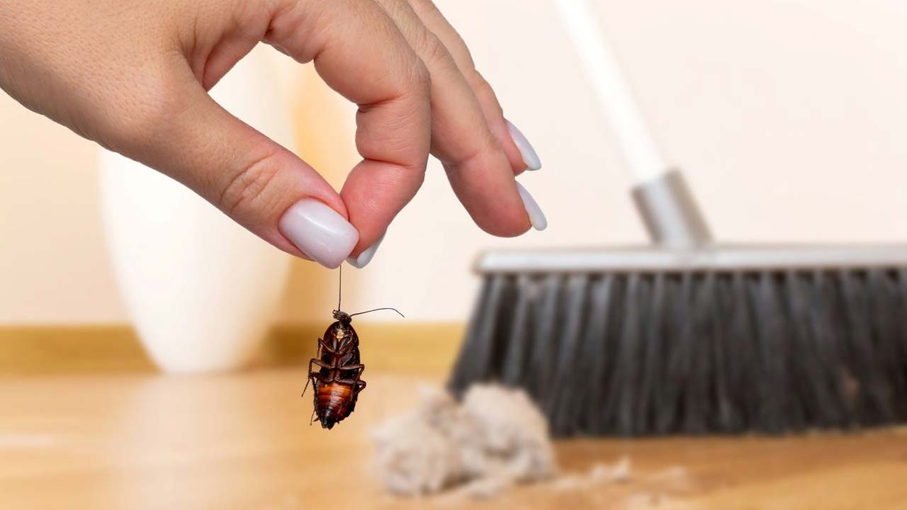 బొద్దింకలకు, చీమలకు ఈ చిన్న చిట్కాతో పెట్టండి చెక్..! డబ్బులు సేవ్ చేయండి..!