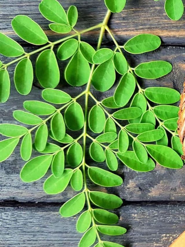 మునగ ఆకులు ఎందుకు సూపర్ ఫుడ్ అంటారు? తెలుసుకోండి..