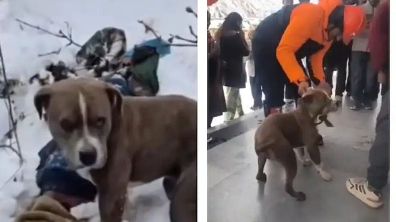 Himachal Pradesh: మంచులో యజమాని డెడ్‌బాడీ.. తిండి, నిద్ర వదిలి 4 రోజులుగా కాపలా కాసిన కుక్క!