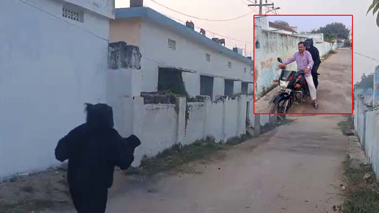 village panchayat staff dressed up as chimpanzees to chase away monkeys