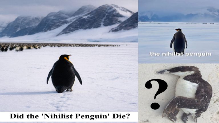 Nihilist Penguin: ఈ పెంగ్విన్ స్టోరీ మీమ్ కాదు.. మైండ్ షేక్ చేసే కథ.. అది చివరికి చనిపోయిందా?