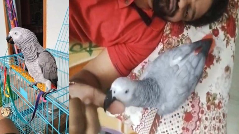 Strange Police Complaint: ‘సర్ నా చిలుక ఎగిరిపోయింది’..!