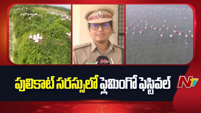 Pulicat Flamingo Festival: పులికాట్‌ సరస్సులో ఫ్లెమింగో ఫెస్టివల్‌