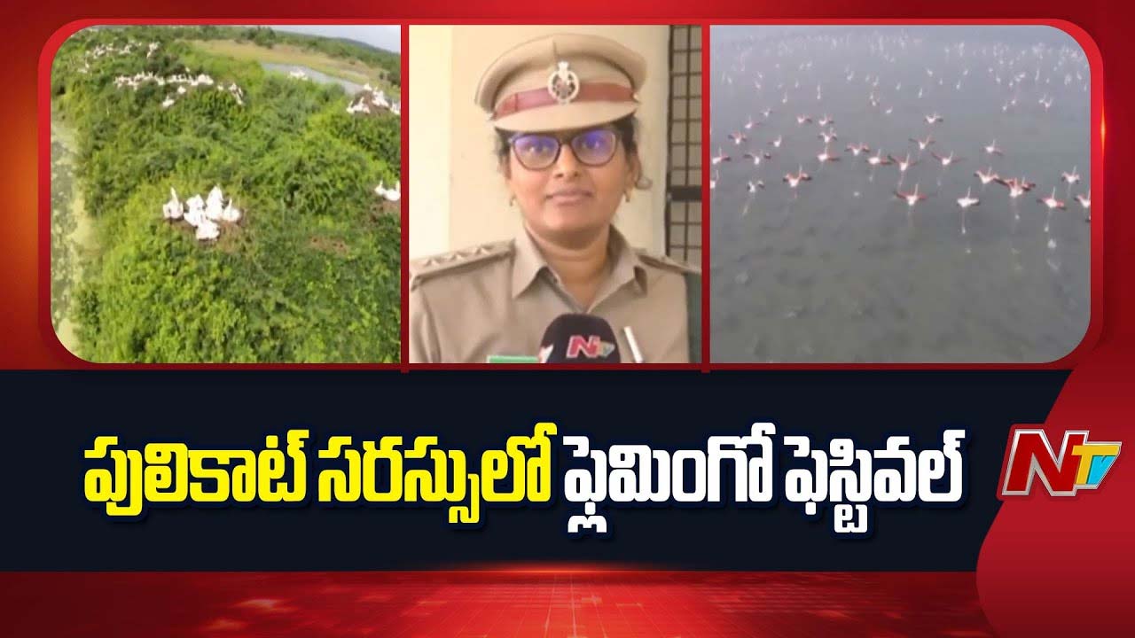 Pulicat Flamingo Festival: పులికాట్‌ సరస్సులో ఫ్లెమింగో ఫెస్టివల్‌