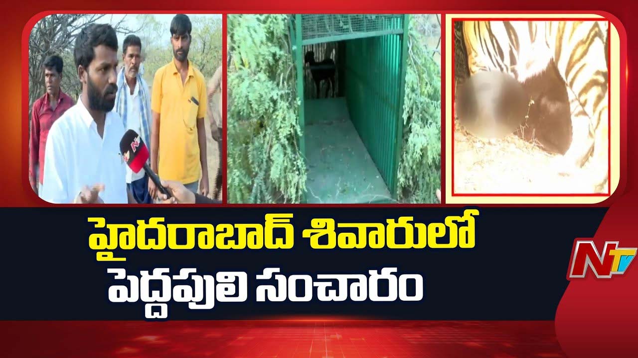 hyderabad tiger sighting yadadri villages alert